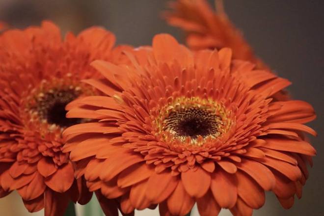 1923798_10207277172999867_5292398781350915183_n