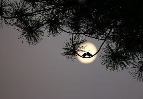 1146719_526414674098652_82769233_n